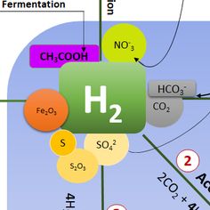 Mikrobielle Wasserstoff Oxidation